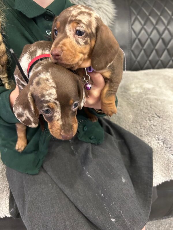 Dachshund puppies for sale in Newton-le-Willows, Merseyside – KC registered, 4 months old - Image 2 of 9