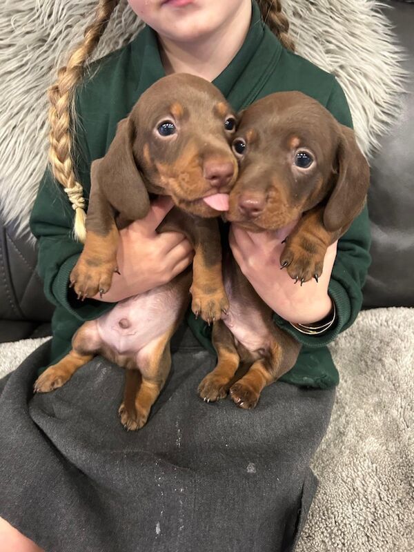 Dachshund puppies for sale in Newton-le-Willows, Merseyside – KC registered, 4 months old - Image 3 of 9