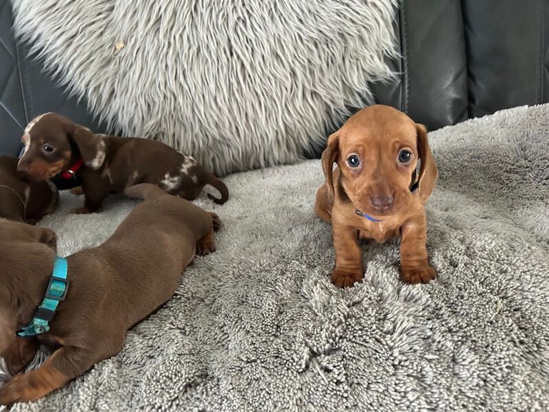 Dachshund puppies for sale in Newton-le-Willows, Merseyside – KC registered, 4 months old - Image 5 of 9