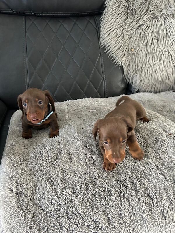 Dachshund puppies for sale in Newton-le-Willows, Merseyside – KC registered, 4 months old - Image 6 of 9