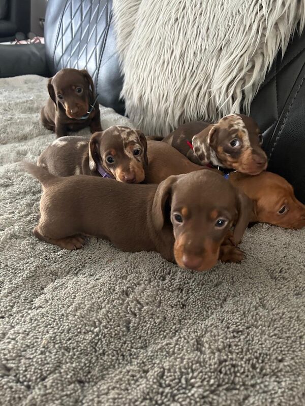 Dachshund puppies for sale in Newton-le-Willows, Merseyside – KC registered, 4 months old - Image 7 of 9
