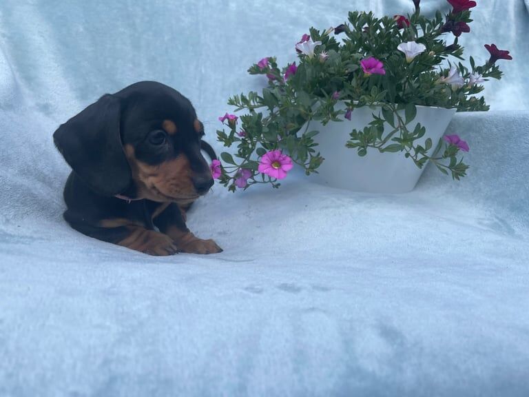 Champion KC registered miniature dachshund puppies for sale in Sutton in Ashfield, Nottinghamshire