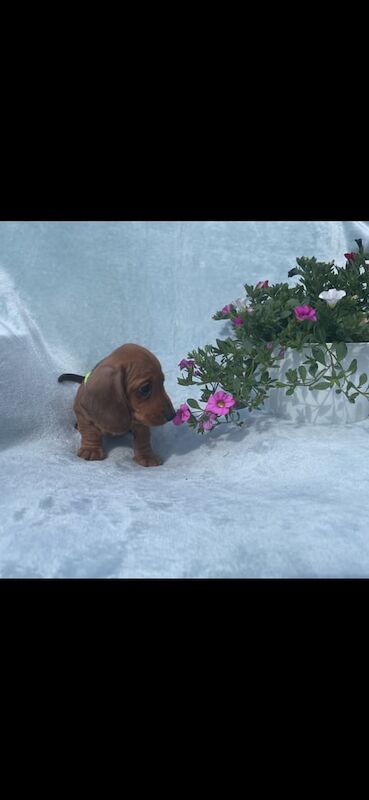 Champion KC registered miniature dachshund puppies for sale in Sutton in Ashfield, Nottinghamshire | Image 2