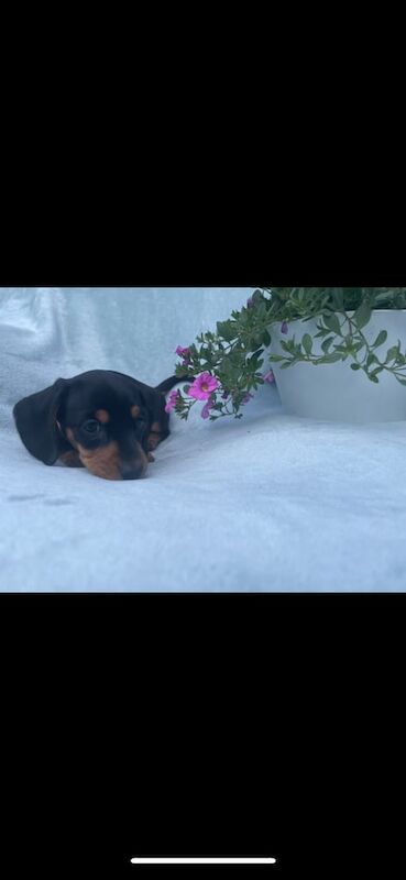 Champion KC registered miniature dachshund puppies for sale in Sutton in Ashfield, Nottinghamshire | Image 3