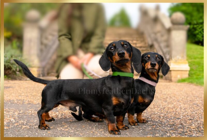 Dachshund stud dog for stud in Royal Tunbridge Wells, Kent – KC registered, 3 years old