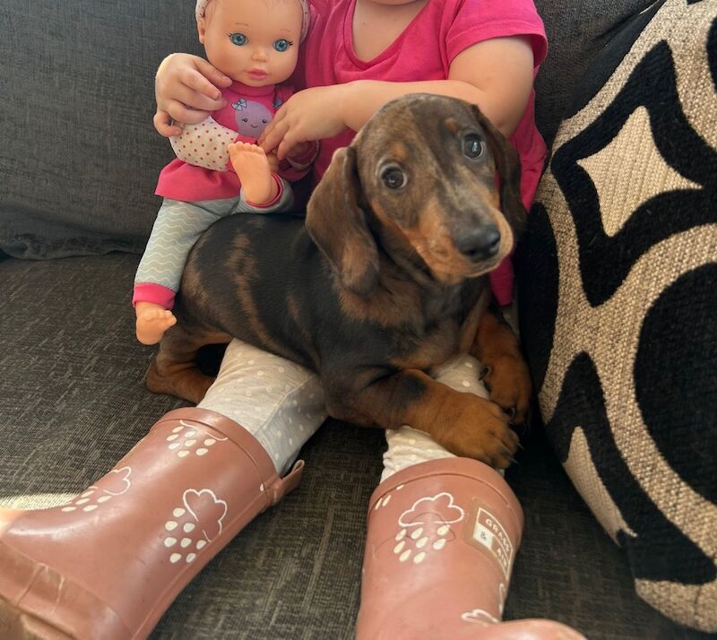 Dachshund puppies for sale in Llandysul, Dyfed – 3 months old