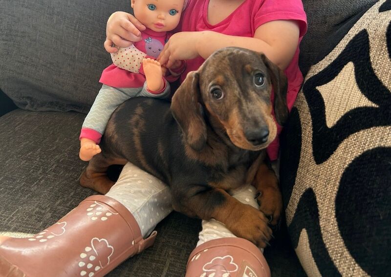Dachshund puppies for sale in Llandysul, Dyfed – 3 months old - Image 2 of 4