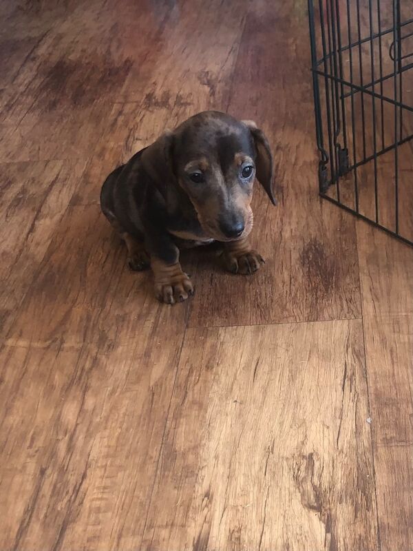 Dachshund puppies for sale in Llandysul, Dyfed – 3 months old - Image 3 of 4