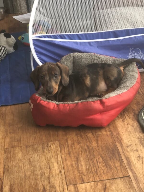 Dachshund puppies for sale in Llandysul, Dyfed – 3 months old - Image 4 of 4