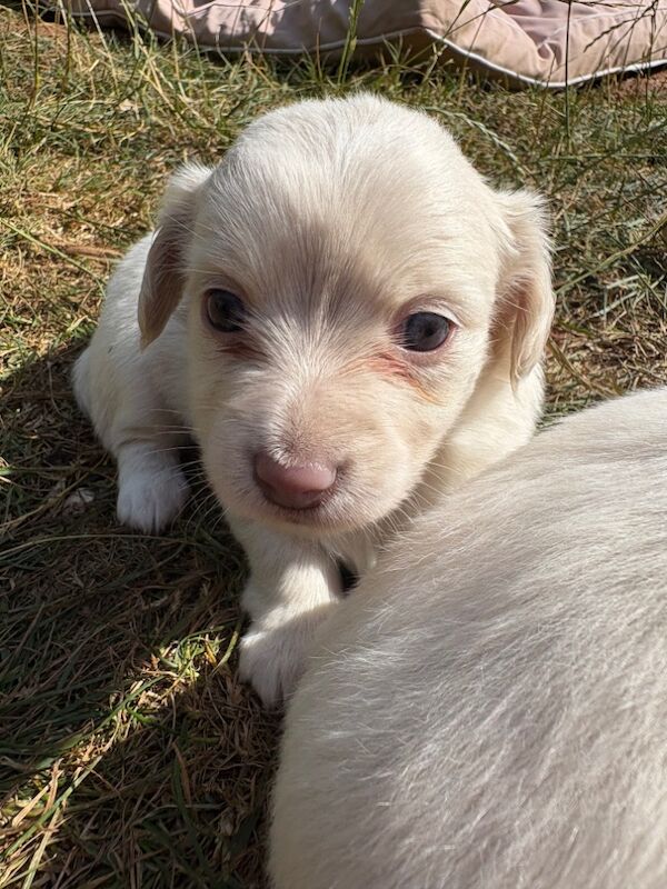 Dachshund puppies for sale in Torquay, Devon – 5 weeks old - Image 1 of 10