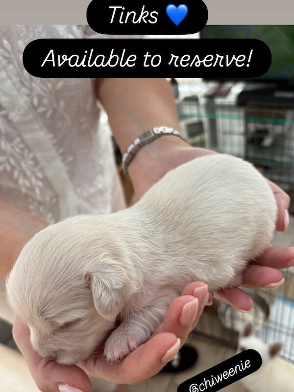 Dachshund puppies for sale in Torquay, Devon – 2 weeks old - Image 3 of 12