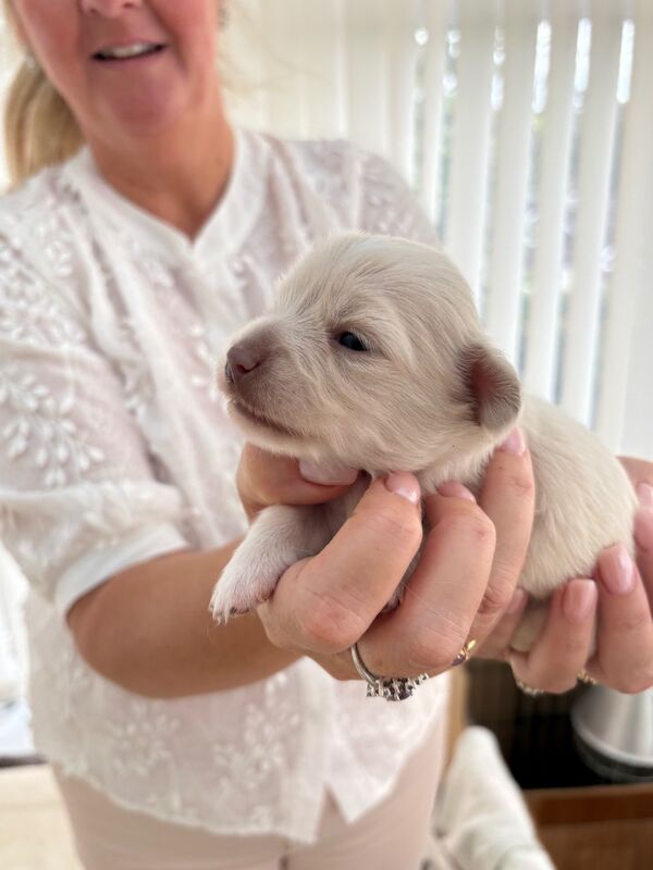 Dachshund puppies for sale in Torquay, Devon – 2 weeks old - Image 6 of 12