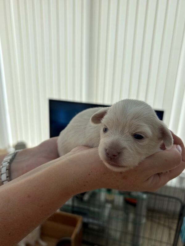 Dachshund puppies for sale in Torquay, Devon – 2 weeks old - Image 7 of 12