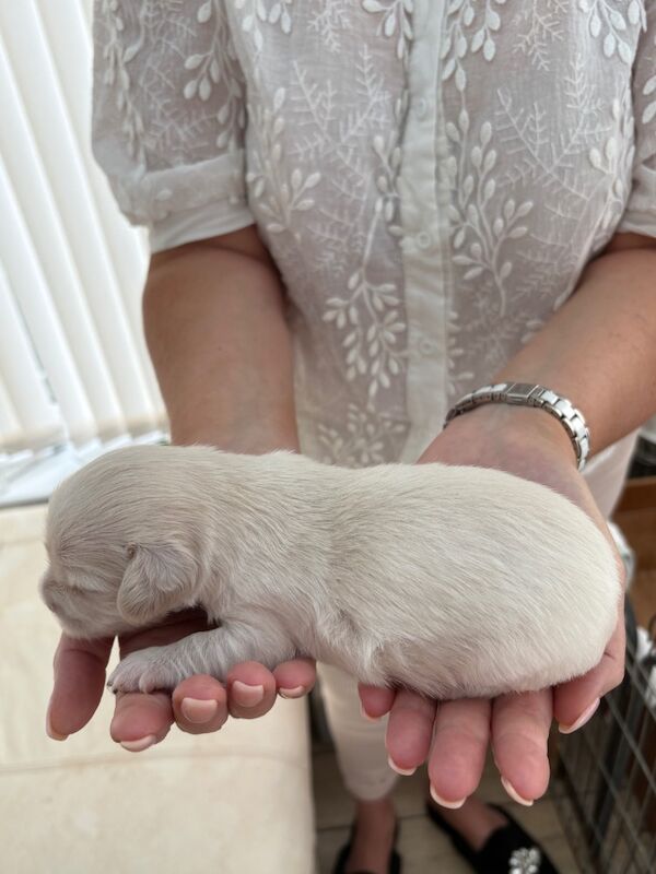 Dachshund puppies for sale in Torquay, Devon – 2 weeks old - Image 8 of 12