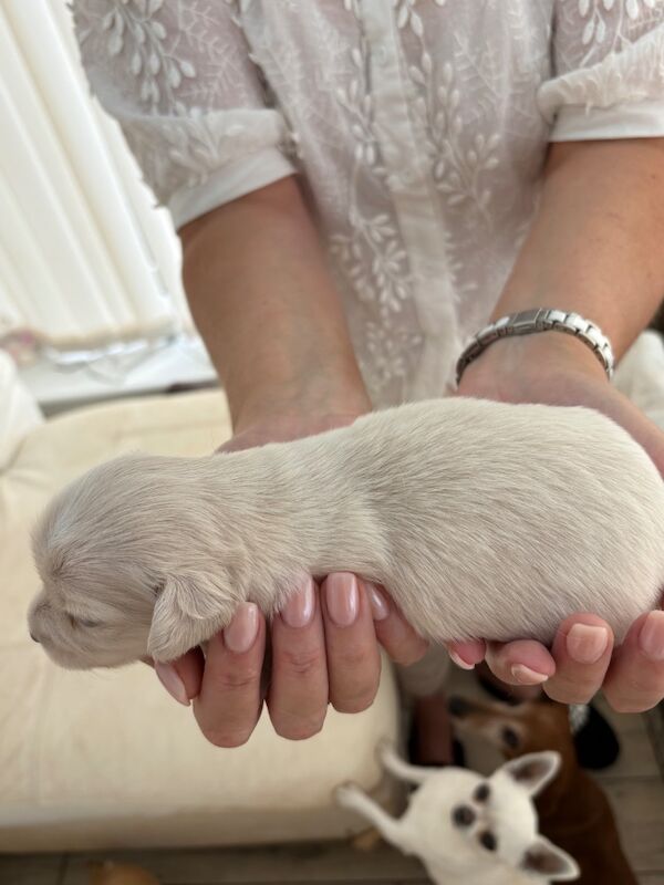 Dachshund puppies for sale in Torquay, Devon – 2 weeks old - Image 9 of 12