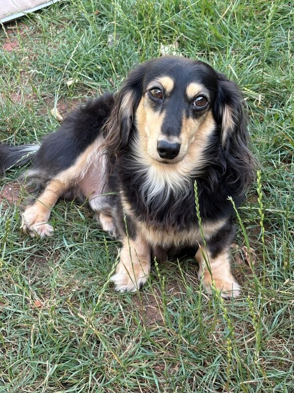 Dachshund puppies for sale in Torquay, Devon – 2 weeks old - Image 11 of 12