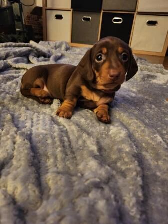 Choc a Tan mini dachshund for sale in Abbot's Meads, Cheshire