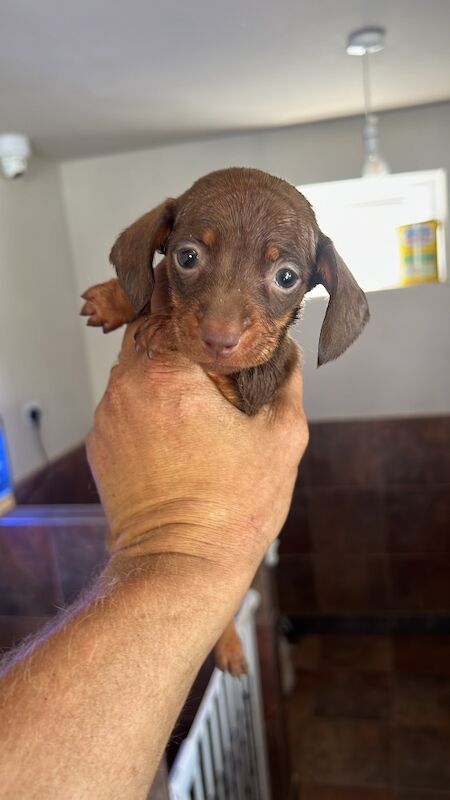 Dachshund puppies for sale in Walsall, West Midlands – 5 weeks old