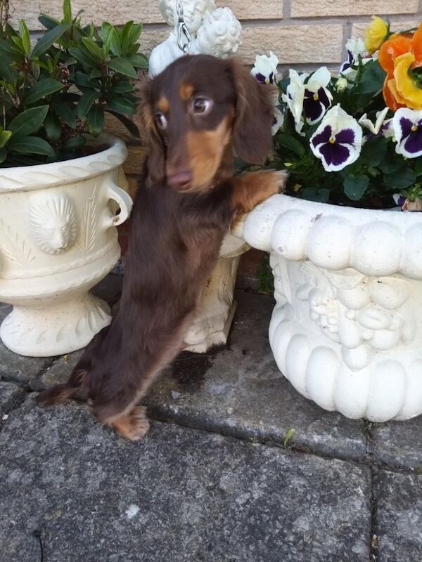 Choc & tan mini longhair boy for sale in Doncaster, South Yorkshire