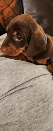 Chocolate and Tan mini dachshund for sale in Abbot's Meads, Cheshire