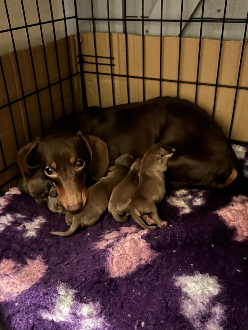 Chocolate and tan mini dachshund for sale in Wisbech, Cambridgeshire - Image 5