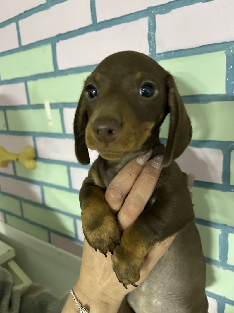 Chocolate and tan mini dachshund for sale in Wisbech, Cambridgeshire - Image 2
