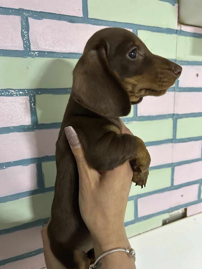 Chocolate and tan mini dachshund for sale in Wisbech, Cambridgeshire - Image 3