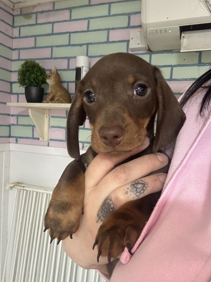 Chocolate and tan mini dachshund for sale in Wisbech, Cambridgeshire - Image 4