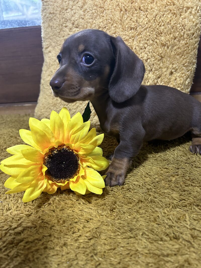 Chocolate and tan mini dachshund for sale in Wisbech, Cambridgeshire - Image 6