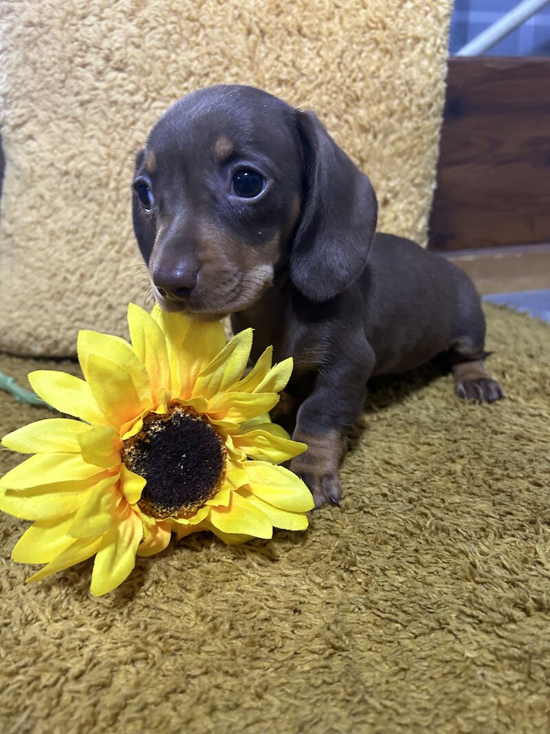 Chocolate and tan mini dachshund for sale in Wisbech, Cambridgeshire - Image 1