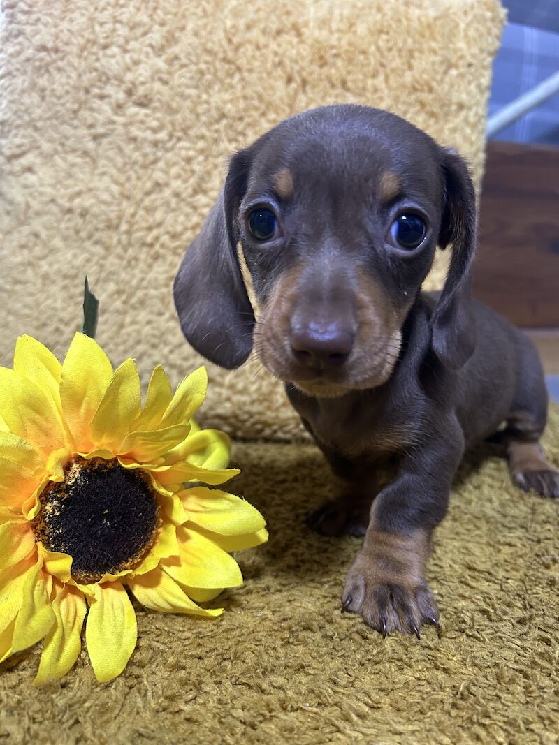 Chocolate and tan mini dachshund for sale in Wisbech, Cambridgeshire - Image 7