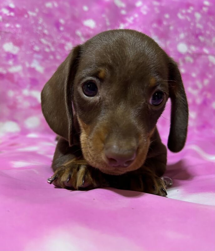 Chocolate and tan mini dachshund for sale in Wisbech, Cambridgeshire - Image 8