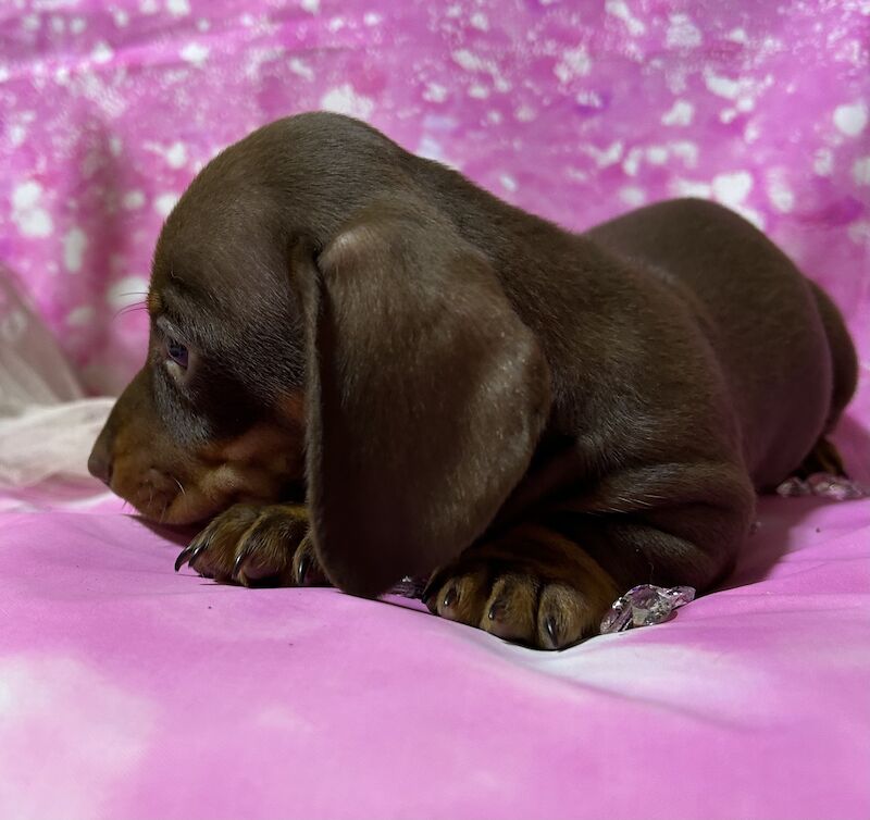 Chocolate and tan mini dachshund for sale in Wisbech, Cambridgeshire - Image 9