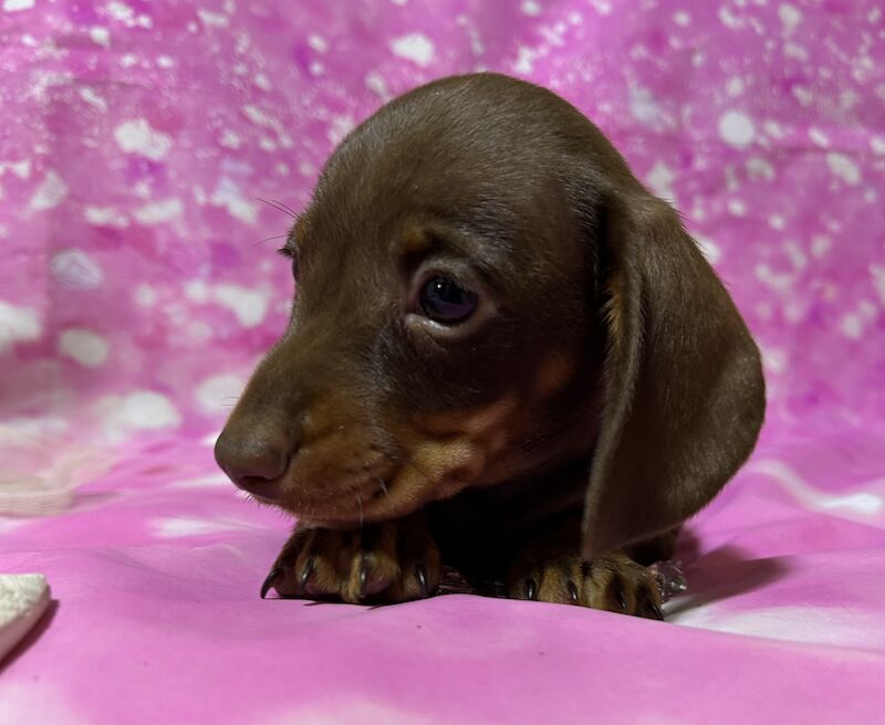 Chocolate and tan mini dachshund for sale in Wisbech, Cambridgeshire - Image 10