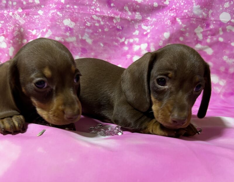 Chocolate and tan mini dachshund for sale in Wisbech, Cambridgeshire - Image 11