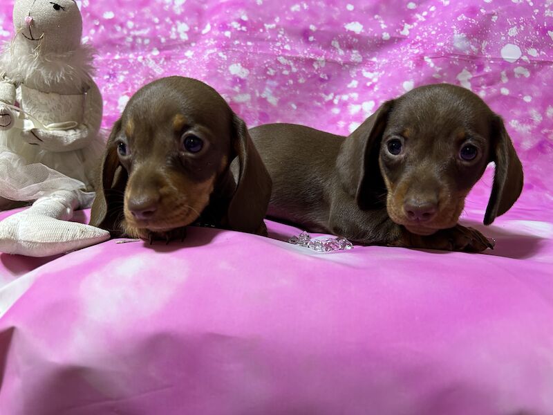 Chocolate and tan mini dachshund for sale in Wisbech, Cambridgeshire - Image 12
