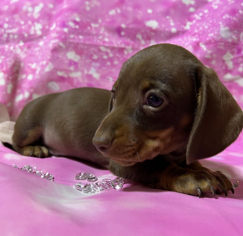 Chocolate and tan mini dachshund for sale in Wisbech, Cambridgeshire - Image 13