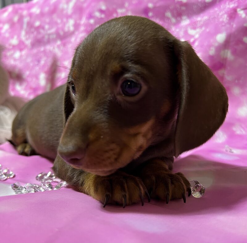 Chocolate and tan mini dachshund for sale in Wisbech, Cambridgeshire - Image 14