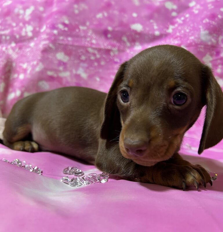 Chocolate and tan mini dachshund for sale in Wisbech, Cambridgeshire - Image 15