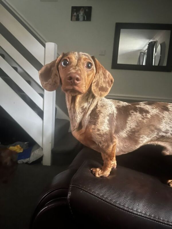 Dachshund stud dog for stud in Gravesend, Kent – 5 months old