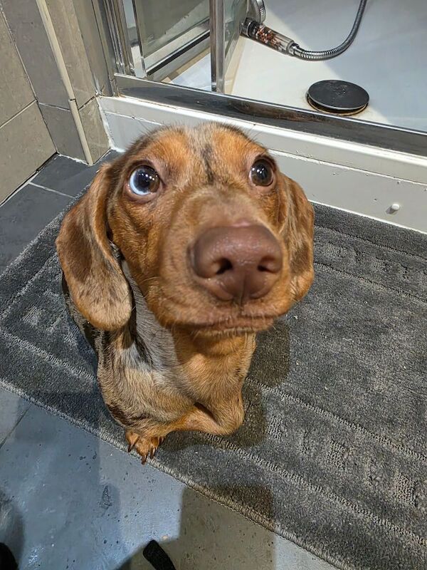 Dachshund stud dog for stud in Gravesend, Kent – 5 months old - Image 2 of 3