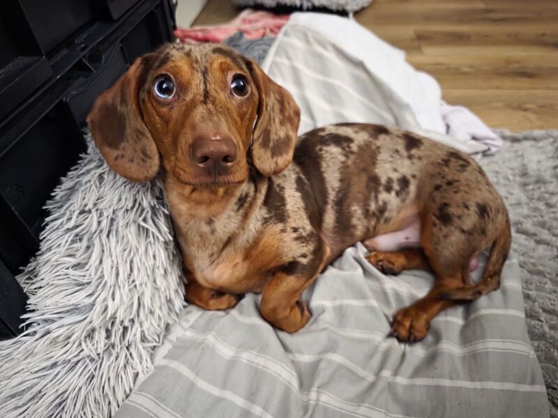 Dachshund stud dog for stud in Gravesend, Kent – 5 months old - Image 3 of 3