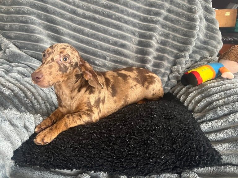 Chocolate dapple miniature dachshund for sale in Armagh, County Armagh