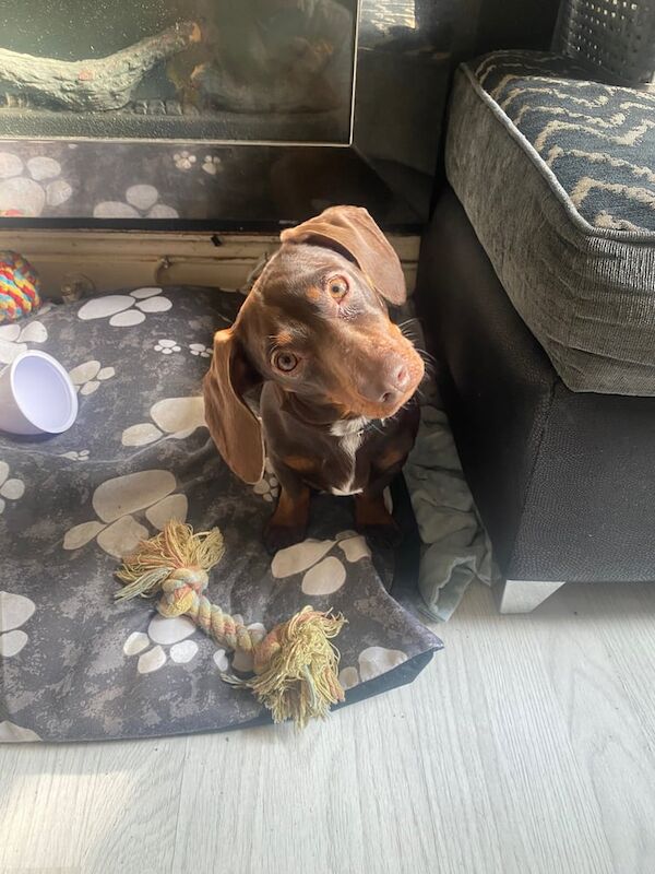 Chocolate miniature dachshund for sale in Salford, Greater Manchester