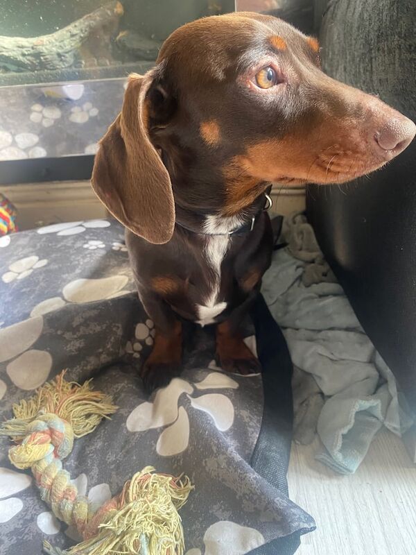 Chocolate miniature dachshund for sale in Salford, Greater Manchester | Image 2