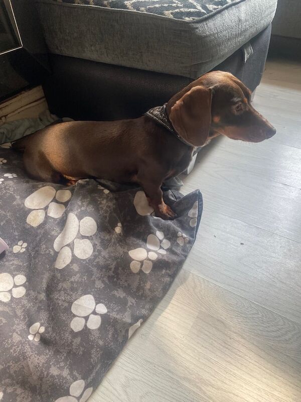 Chocolate miniature dachshund for sale in Salford, Greater Manchester | Image 3