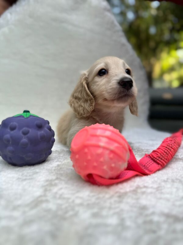 Dachshund puppies for sale in Richmond, Greater London – KC registered, 6 weeks old