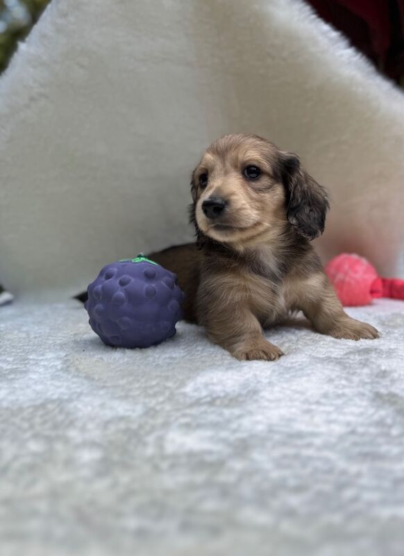 Dachshund puppies for sale in Richmond, Greater London – KC registered, 10 weeks old - Image 2 of 12
