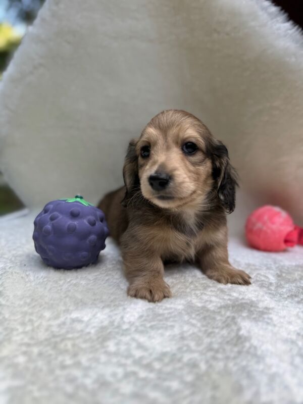 Dachshund puppies for sale in Richmond, Greater London – KC registered, 10 weeks old - Image 3 of 12