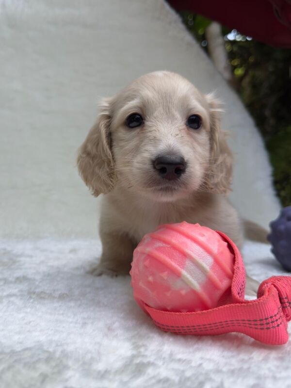 Dachshund puppies for sale in Richmond, Greater London – KC registered, 10 weeks old - Image 4 of 12